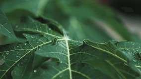 Aesthetic videos of the beauty of water droplets falling on cassava leaves with soothing natural sounds