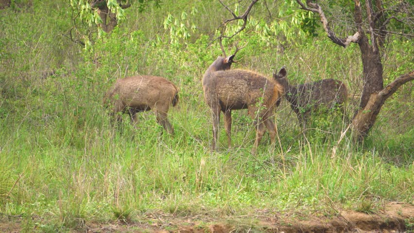 Group of Sambar deers or Rusa unicolor walking carefully in dense forests of Rajaji National park of terai region in Himalayas India