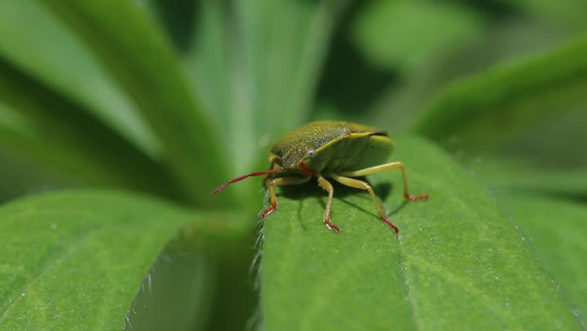 Green coloured Shieldbug on Lupin leaf. June. England. UK