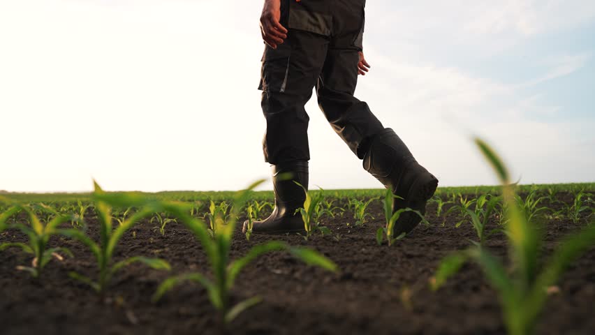 Agriculture.Farmer steps on fertile soil in cornfield.Farmer in cornfield at sunset.Agriculture concept.Farmer in rubber boots on eco crop corn plantation.Corn sprouts in soil.Drought in corn field Royalty-Free Stock Footage #1104756649