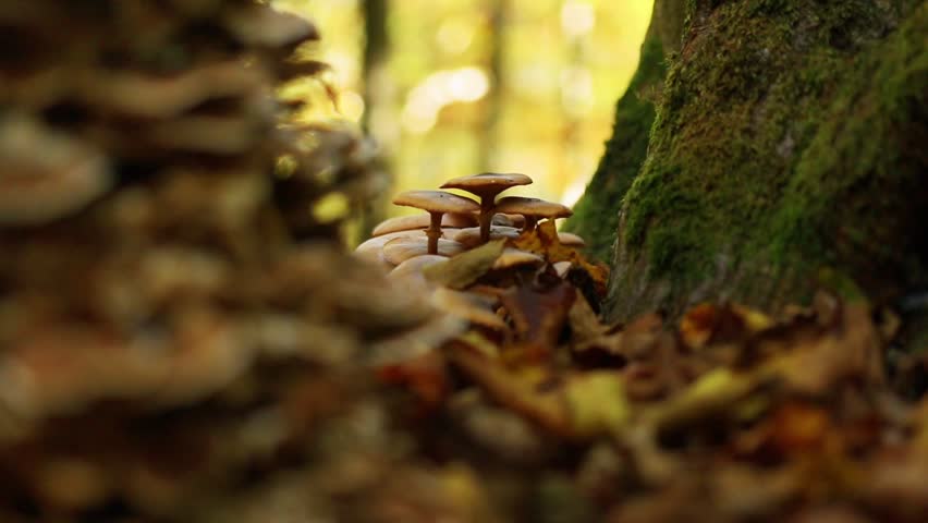 A group of wild mushrooms growing on the base of a tree at an autumn forest