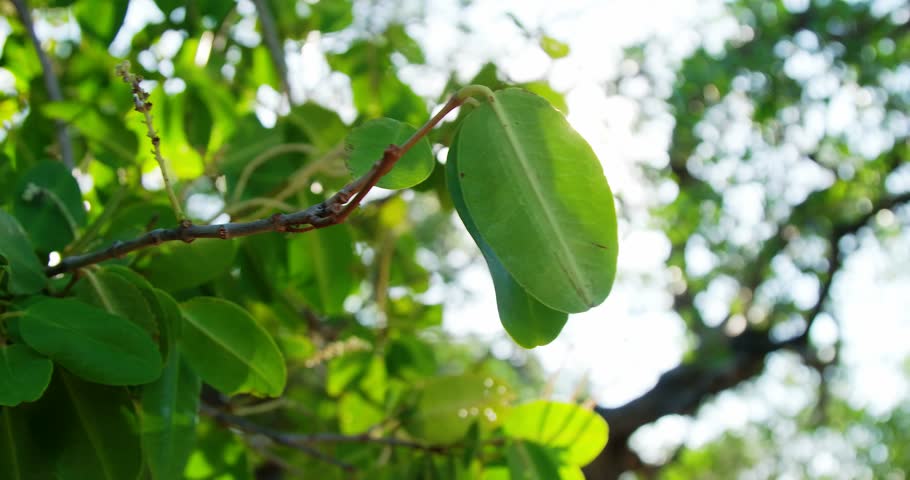 The sun shining through the Manchineel tree foliage