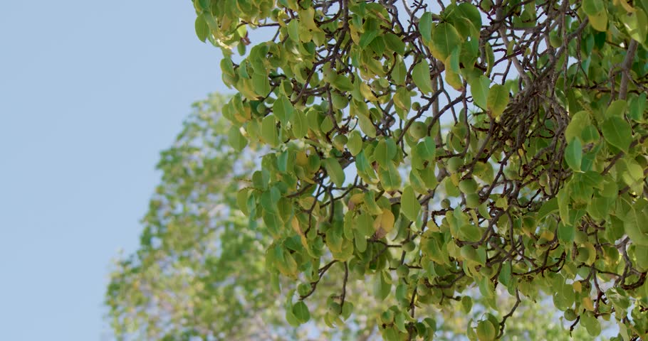 A closeup of the foliage of the Manchineel tree