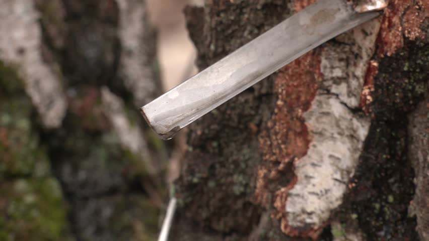 Birch sap flows down metal corner in the bark of tree. Extraction and harvesting birch sap in spring forest, drop of pure natural juice. Technology of gathering of birch juice. Royalty-Free Stock Footage #1104761271