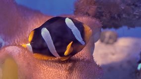 Clownfish put on a show at the museum in Thailand.Swimming clownfish in the fish tank.