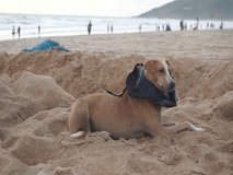 A dog sits on the beach with its neck stuck in plastic waste with the sea and people walking at the beach in the background