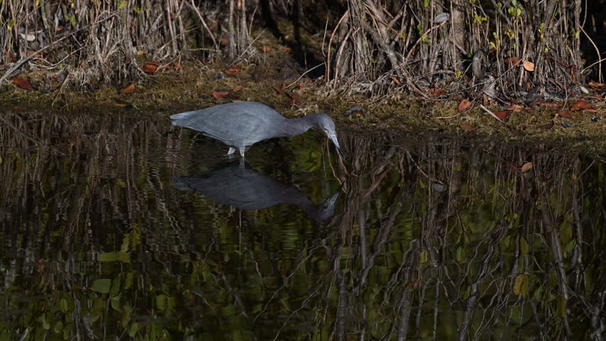 Little Blue Heron (Egretta caerulea) in reflection, fishing in mangrove forest, Florida