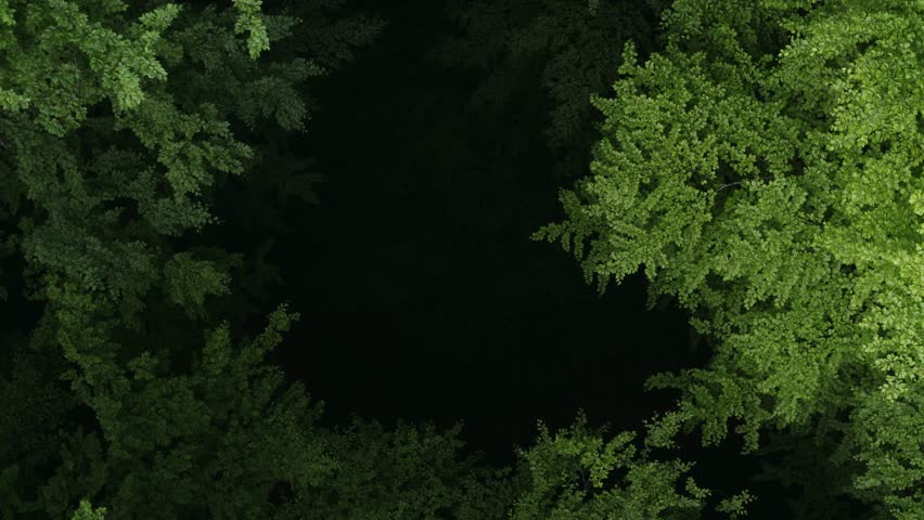 Top down deciduous forest greenwood woodland aerial shot. Drone flying above lush crown trees green treetops. Zoom out spin transition, natural texture background. Flyover woods, natural pattern Royalty-Free Stock Footage #1104767869