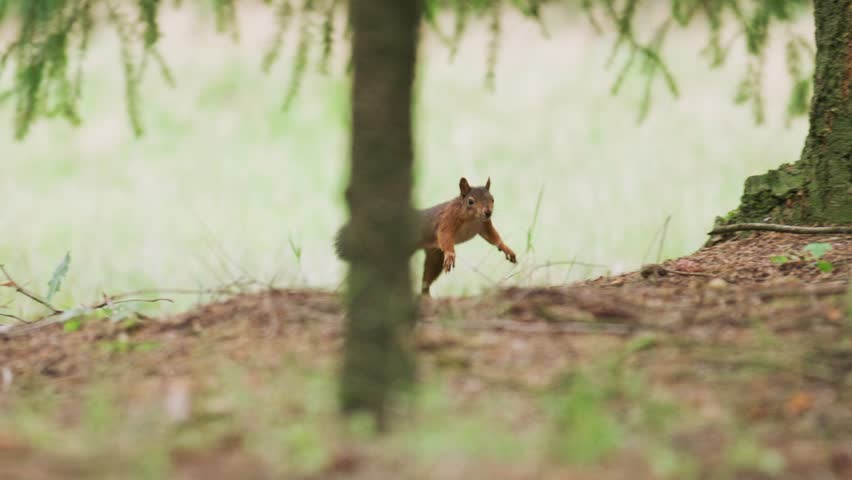 Cute red squirrel runs along forest floor in slow motion. Frontal low angle Royalty-Free Stock Footage #1104774793
