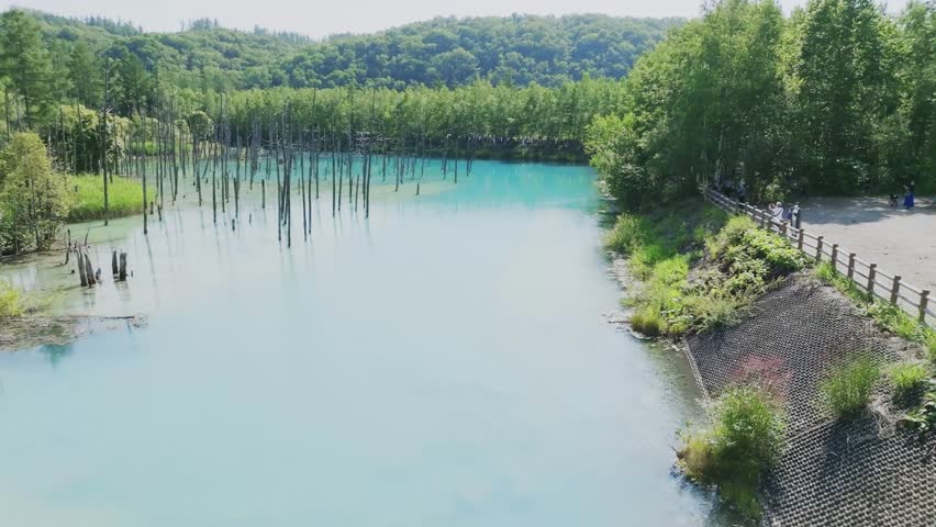 「青い池」という呼び名で親しまれ、水面はコバルトブルー色に輝き澄み渡って見える。
Known as the "Blue Pond," the surface of the water appears cobalt blue and clear.