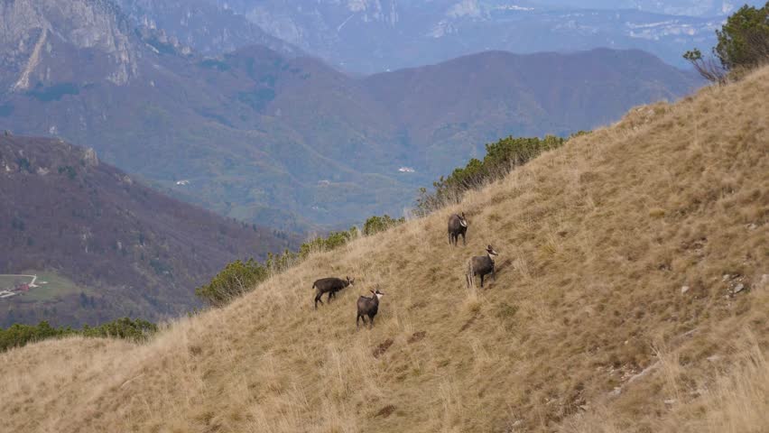 Herd of Alpine chamois climbing in Lessini mountain in Veneto Royalty-Free Stock Footage #1104777555