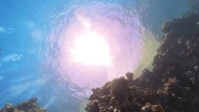 4k video of coral formations in the Red Sea, Egypt