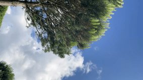 Pine branches moved by wind with blue sky background with moving clouds. Vertical video.