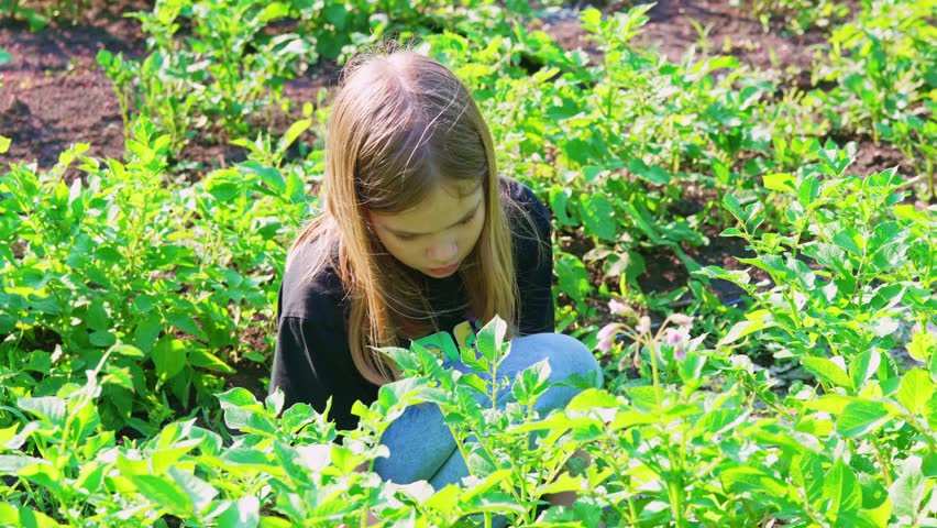 A teenage girl helps on the farm and catches Colorado potato beetles on potato bushes. The life of children in the village.