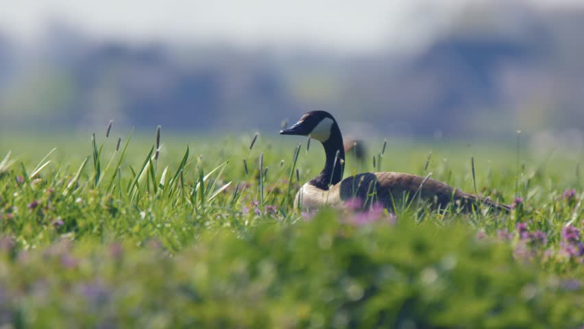 Duck sitting in tall grass and purple flower meadow, telephoto parallax