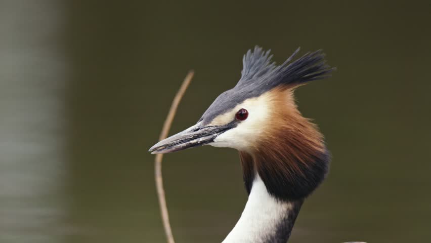 Great Crested Grebe or Fuut flare out ear feathers staring and gazing, profile