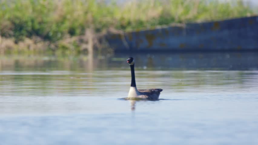 Duck or goose flaps wings kicks feet rising to take off into flight, tracking