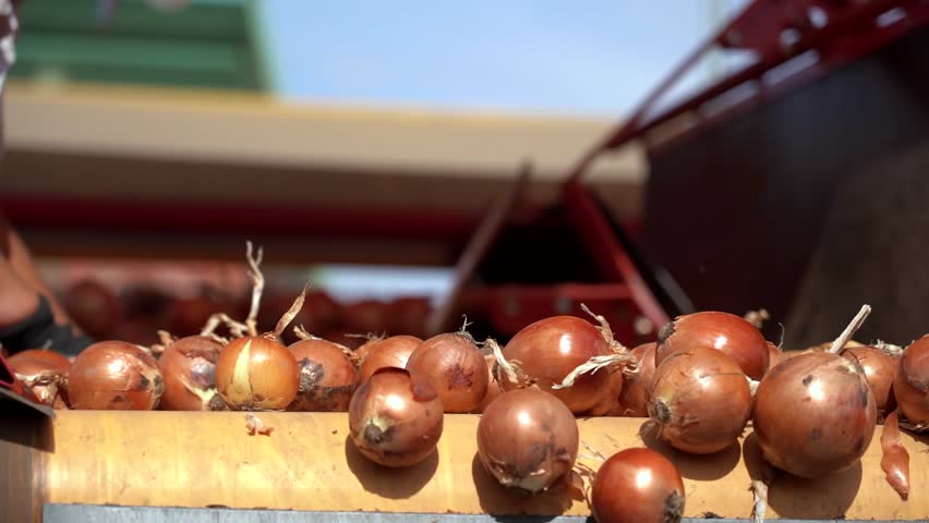 Female Worker Working At Onion Sorting and Grading Line in Packing House - Slow Motion. Hands of Seasonal Farm Worker Sorting Onions. Fresh Onion Bulbs Moving Along Conveyor Belt. Onion Harvest.