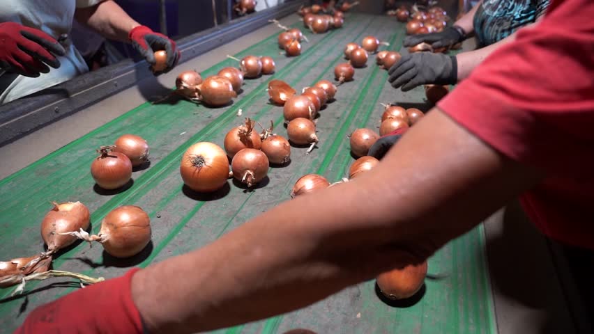 Seasonal Farmworkers Working at Onion Sorting Line - Slow Motion. People Working at Onion Processing Line. Freshly Harvested Onion Bulbs Moving Along Conveyor Belt.
