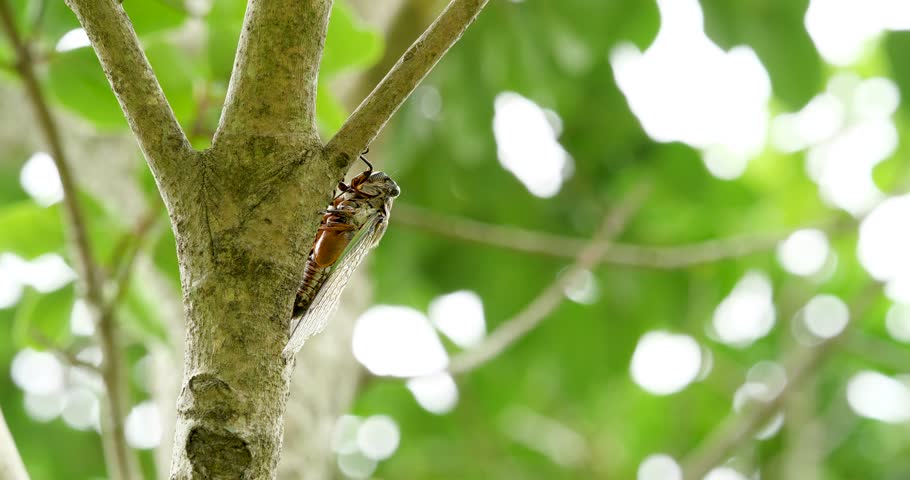 4K video of cicadas (kuma-zemi) singing loudly.
Recorded with a sound-collecting microphone. Royalty-Free Stock Footage #1104784591