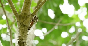 4K video of cicadas (kuma-zemi) singing loudly.
Recorded with a sound-collecting microphone.