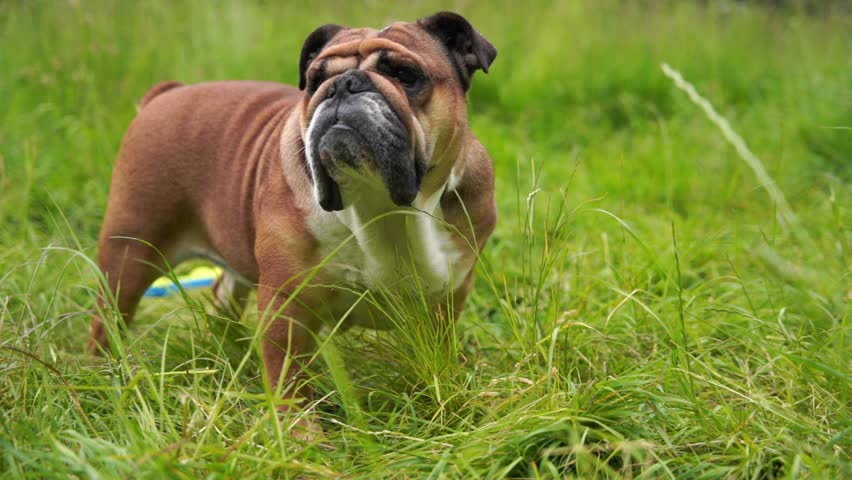 Funny beautiful classic Red English British Bulldog Dog out for a walk looking up sitting in the grass in forest on sunny day at sunset Royalty-Free Stock Footage #1104787203