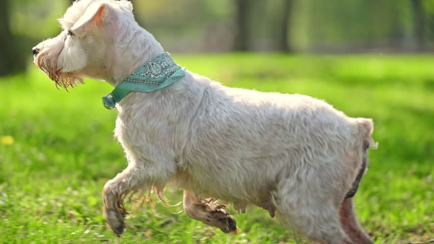 Beautiful Dog miniature Schnauzer running on green grass, summer time. Royalty-Free Stock Footage #1104788481