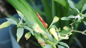 video selectively focus on the chili or pepper which is rotten due to plant pests and bad weather, so that farmers fail to harvest
