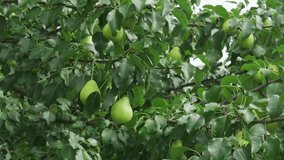 green pears on a branch in the garden. High quality 4k footage