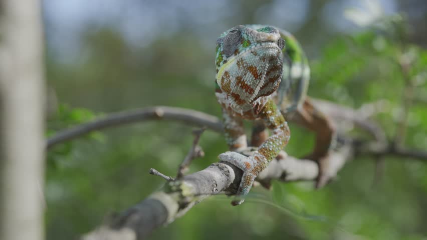 Green chameleon sits on branch, looks around and slowly backs away on sunny day on green trees background. Panther chameleon (Furcifer pardalis). Front side Royalty-Free Stock Footage #1104792567