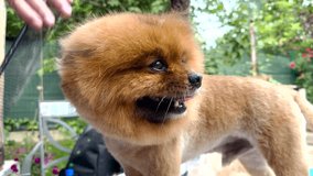 Pomeranian puppy being groomed. 4k video, 60 fps.