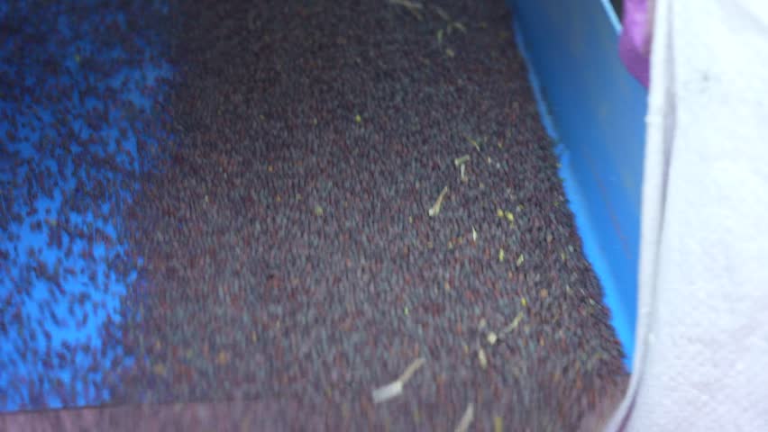 Close-up view of Mustard seeds filling the sack in field, falling on ground. Tractor machine for separating and filtering mustard. winter crops harvesting concept. pouring in tractor trailer.