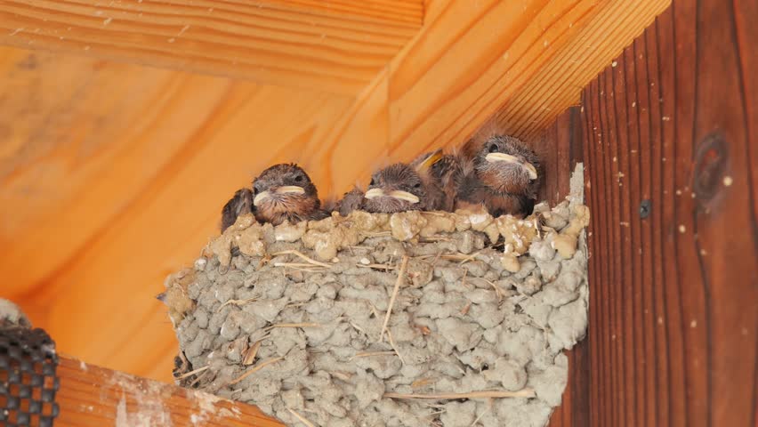 Swallows' nests in early summer, chicks begging for food fed by their parents. Royalty-Free Stock Footage #1104802009