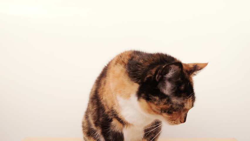 closeup female hands gently stroking, scratches behind ear adult domestic tortoiseshell, chimera cat, concept, relations between four-legged pets and people, love for animals, interaction with person Royalty-Free Stock Footage #1104802039