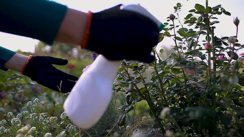 Gardener applies fertilizer on flowering rose. Spraying rose with fungicide in summer garden. Taking care of plants. Prevention and treatment of diseases and insects damage  Royalty-Free Stock Footage #1104805711