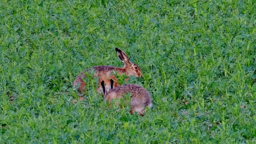 cute fluffy animal grazing on a green lawn, mammal hare of the lagomorph order, Lepus europaeus eats young rapeseed plants, concept of harming agriculture, object of amateur and sport hunting Royalty-Free Stock Footage #1104810435