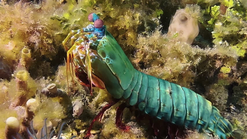 Male Peacock mantis shrimp completely out of burrow. Performs a quick 180 degrees rotation amidst corals and algae. Close-up shot showing all body parts