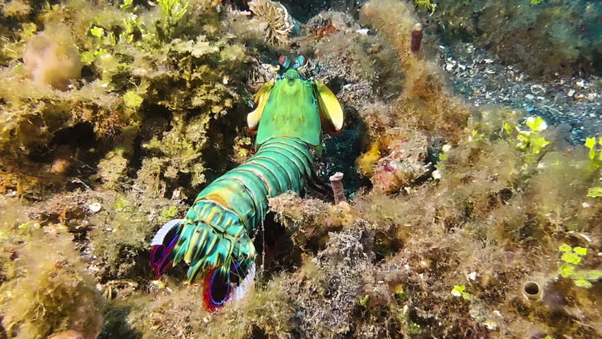 Male Peacock mantis shrimp completely out of burrow. Scans surroundings rotating stalk eyes on top of a coral reef. Medium shot during day.