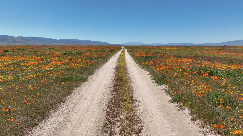 Antelope Valley California Poppy Reserve Super Bloom Driving Plate 01 in Lancaster California USA Royalty-Free Stock Footage #1104813359