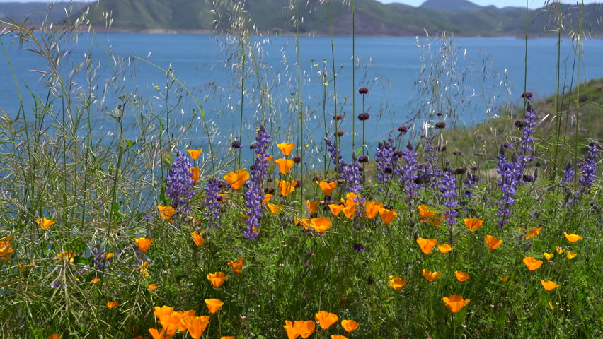 Diamond Valley Lake California Super Bloom Wildflowers Poppy and Lupine Flowers USA Royalty-Free Stock Footage #1104813375