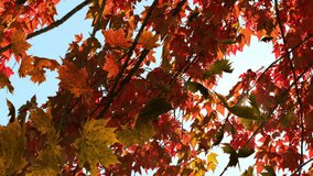 Animation of autumn leaves falling over tree with red leaves. Fall, autumn, nature and scenery concept digitally generated video.