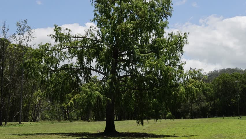 A Tree in the Meadow: Zoom-Out View of a Serene Landscape