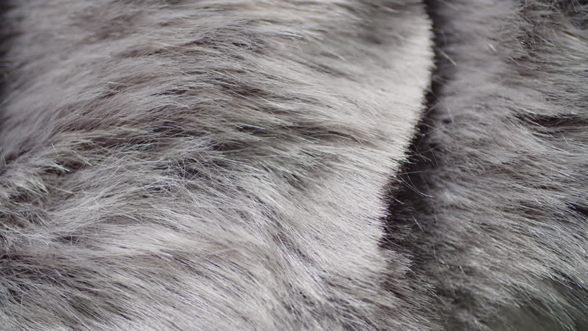 gray faux fur background top view Royalty-Free Stock Footage #1104822201