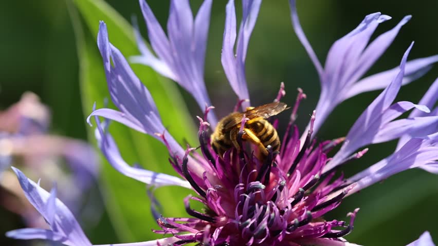 Slow motion video of a serene and relaxing cottage garden scene showing a honey bee collecting pollen on a blue Centaurea montana Mountain Cornflower in summer sunshine. Royalty-Free Stock Footage #1104824751