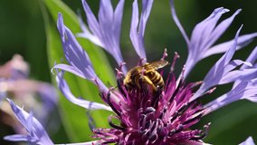 Slow motion video of a serene and relaxing cottage garden scene showing a honey bee collecting pollen on a blue Centaurea montana Mountain Cornflower in summer sunshine.