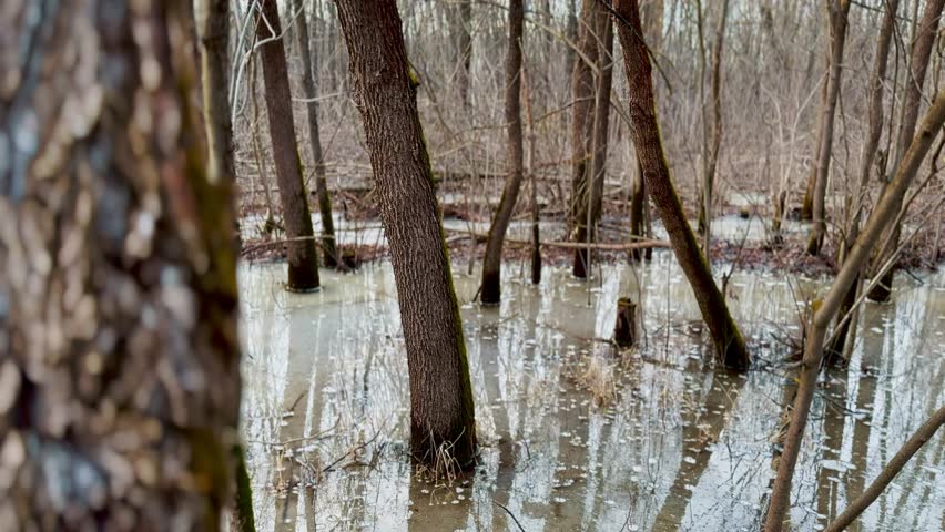 spilling dry tree trunks in water. nature a swamp spring concept. swamp water flooded the roots of trees. dry swamp trees. nature gloomy forest with water and lifestyle swamp