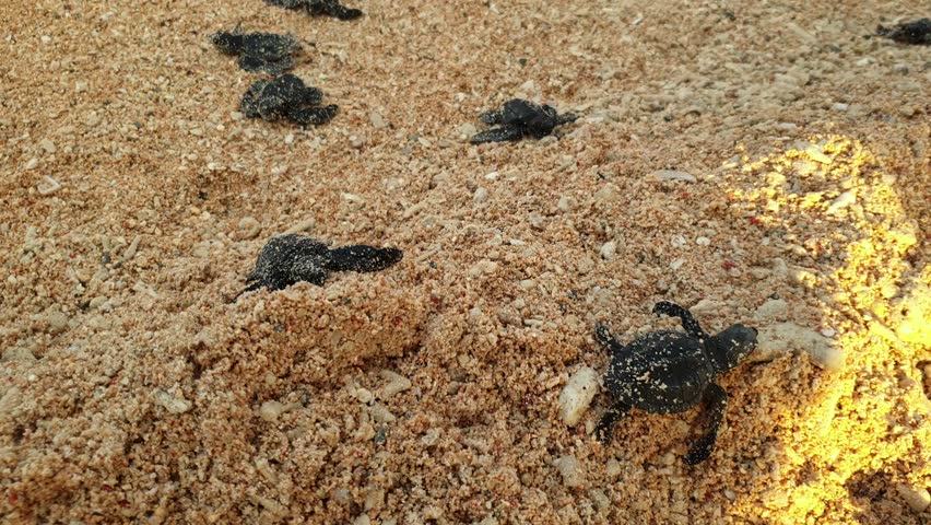 Baby loggerhead sea turtles, endangered species, newly hatched newborn making a brea along the beach to the ocean