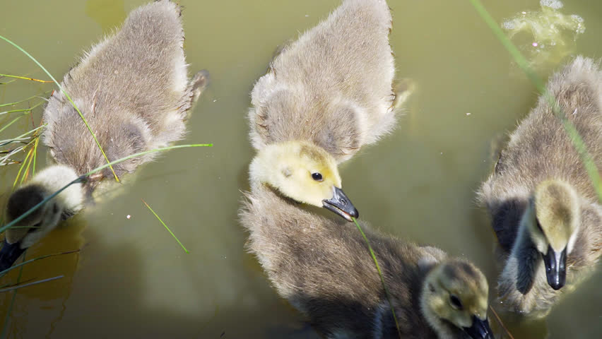 Baby Canada goose goslings swimming along with a protective mother goose.