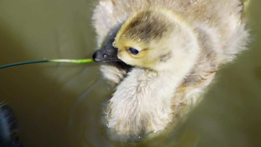 Baby Canada goose goslings swimming along with a protective mother goose.