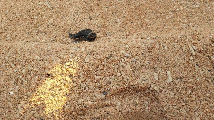 Close up of loggerhead sea turtle hatchling climbing a mini sand dune en-route to the sea for the first time on tropical island of Timor-Leste, Southeast Asia